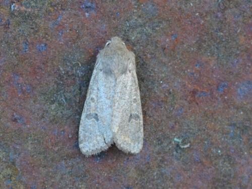 Réf. 356 726 : Orthosia cruda